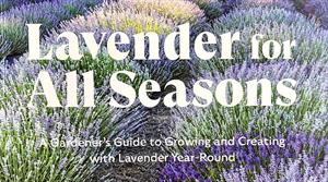 Lavender for All Seasons